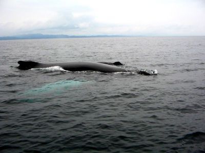 Baleine à Bosse Las Galeras Samaná